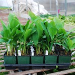 CONVALLARIA MAJALIS Lily of the Valley